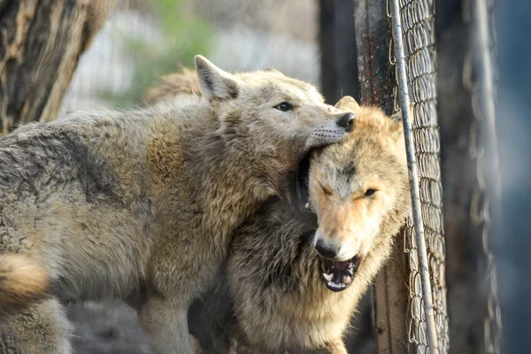 Close-up van grey wolfs met gele ogen op zoek van wire-netting zonnige dag buiten — Stockfoto