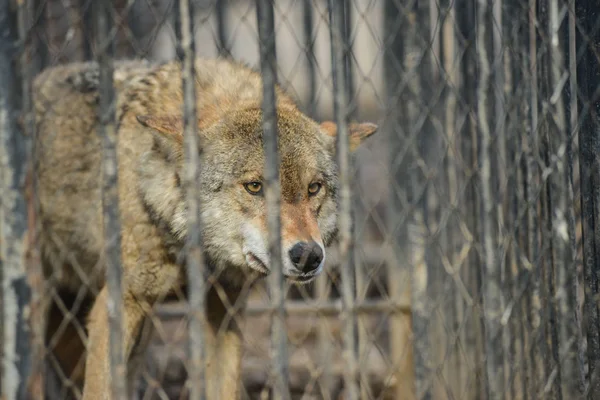 Close-up van grey wolfs met gele ogen op zoek van wire-netting zonnige dag buiten — Stockfoto