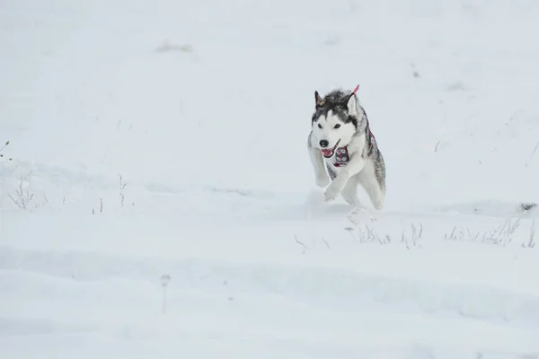 Siberian Husky zbliżenie. Pies w lesie zimą. — Zdjęcie stockowe