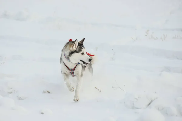 Siberische Husky close-up. Hond in winter forest. — Stockfoto