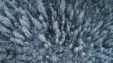 kış orman. Kış sinematik dron kafasına düzgün hava