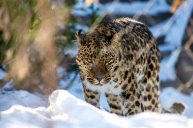 far Eastern leopard in winter the predator is a dangerous animal clipart