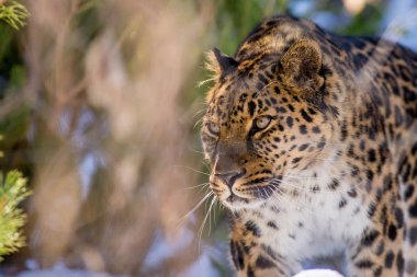 tehlikeli bir hayvan avcıdır kışın Uzak Doğu leopar