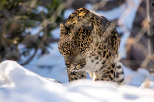 Leopardo dell'estremo oriente in inverno il predatore è un animale pericoloso — Foto Stock