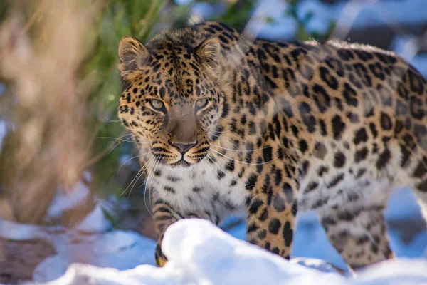 Léopard de l'Est en hiver le prédateur est un animal dangereux — Photo