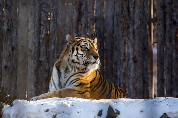 La tigre Amur o Ussuri, in inverno o la tigre dell'estremo oriente è la più settentrionale. Elencato nel libro rosso — Foto Stock