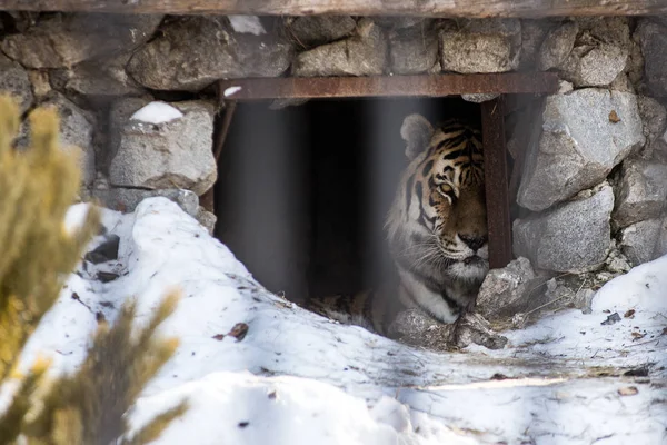 La tigre Amur o Ussuri, in inverno o la tigre dell'estremo oriente è la più settentrionale. Elencato nel libro rosso — Foto Stock