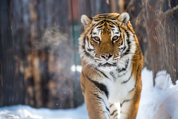 Амурский или уссурийский тигр зимой или дальневосточный тигр - самый северный. Занесены в Красную книгу — стоковое фото