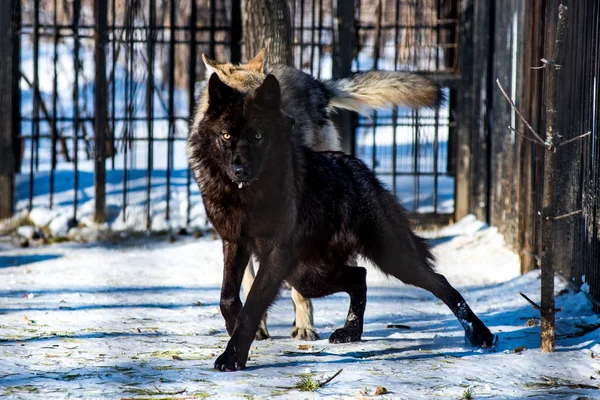 Black wolf in the snow — Stock Photo, Image