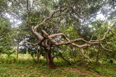 Tropikal Phi Phi Island, Krabi il, Tayland görüntülemek