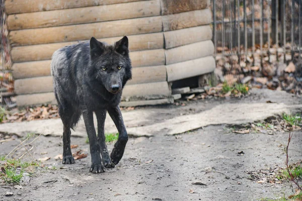 Zwarte wolf in de sneeuw in een kooi — Stockfoto