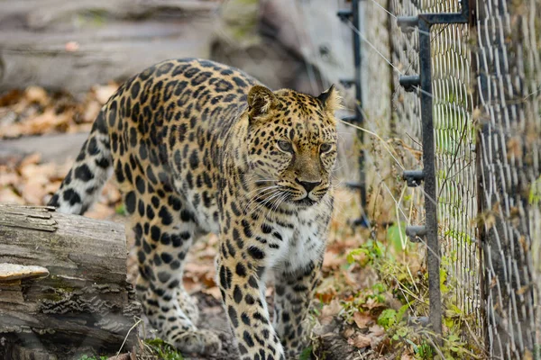 Un ghepardo femmina arrabbiato strisciante parco safari leopardo africa — Foto Stock