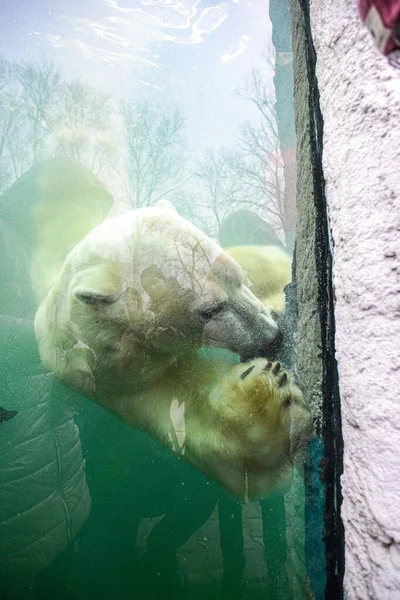 La osa y el cachorro de oso juegan — Foto de Stock