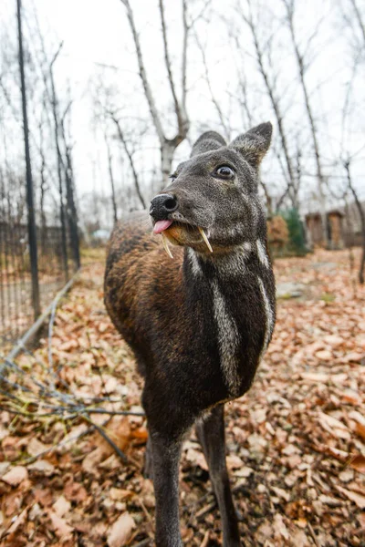 Cervo almiscarado siberiano, um raro par de animais cascados com presas — Fotografia de Stock