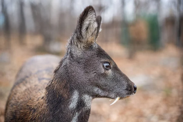 Cervo almiscarado siberiano, um raro par de animais cascados com presas — Fotografia de Stock