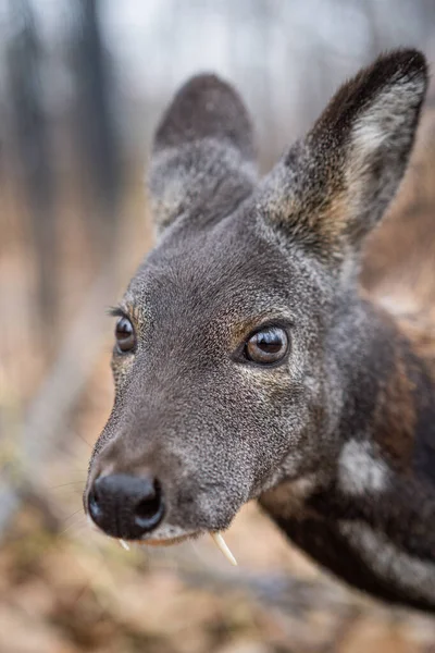 Cervo almiscarado siberiano, um raro par de animais cascados com presas — Fotografia de Stock