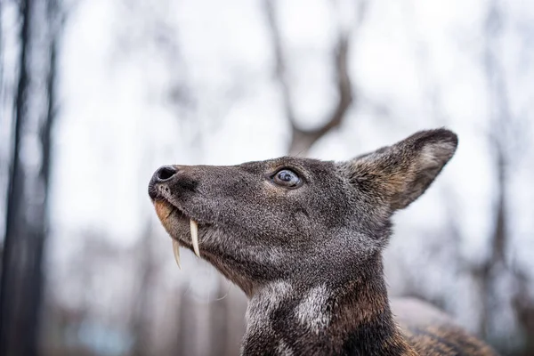 Cervo almiscarado siberiano, um raro par de animais cascados com presas — Fotografia de Stock