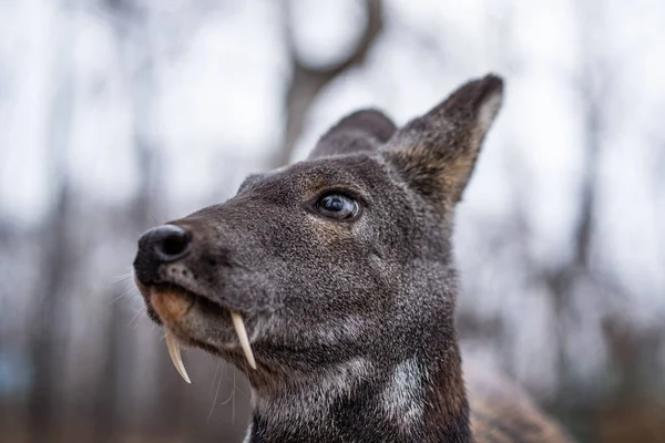Cervo almiscarado siberiano, um raro par de animais cascados com presas — Fotografia de Stock
