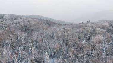Kışın ortasında karlı dağ çamlarının tepesinden gelen hava görüntüsü.