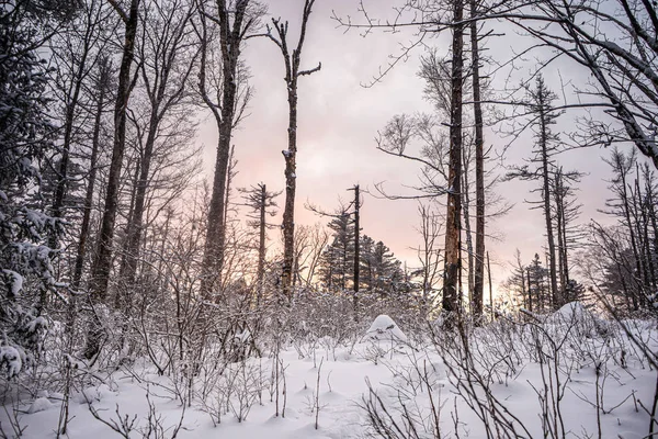 Image aérienne du sommet des pins de montagne enneigés au milieu de l'hiver — Photo