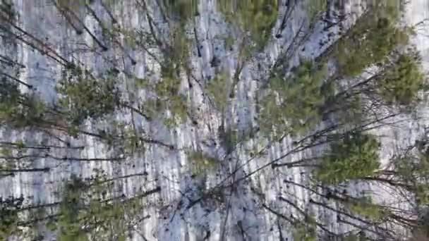 Winter forest top view, drone shooting, trees top view, Russian forest — Stock Video