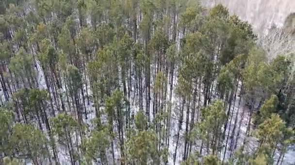 Vista superior del bosque de invierno, tiro con drones, vista superior de los árboles, bosque ruso — Vídeo de stock