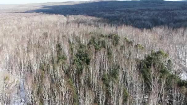 Vista superior del bosque de invierno, tiro con drones, vista superior de los árboles, bosque ruso — Vídeos de Stock