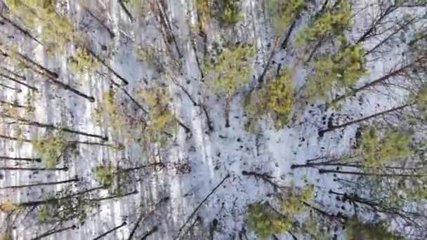 Vista superior del bosque de invierno, tiro con drones, vista superior de los árboles, bosque ruso — Vídeo de stock