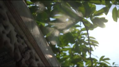 Su Buğu Spreyi. Efekt, güzellik. Sulama fıskiyesinden fışkıran su. 