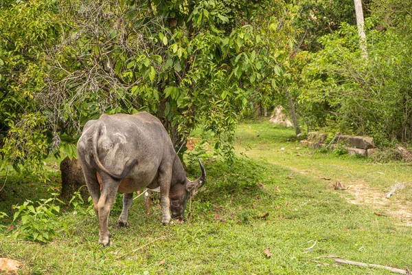 A buffalo with large horns grazes on the lawn in a green tropical jungle — Stock Photo, Image