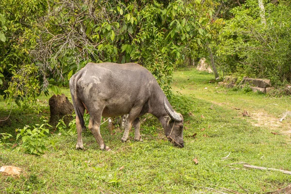 Büyük boynuzlu bir bufalo yeşil bir tropikal ormanda çimlerde otluyor. — Stok fotoğraf