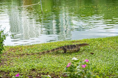 Lumpini Park, Bangkok 'taki kertenkeleyi izleyin. Asyalı, tehlikeli.