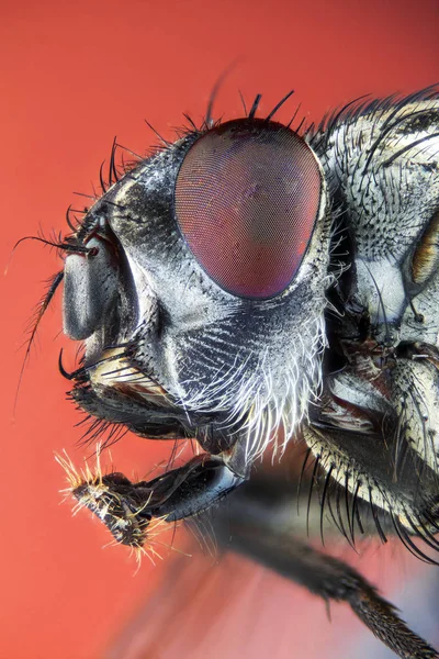 Side view Fly — Stock Photo, Image