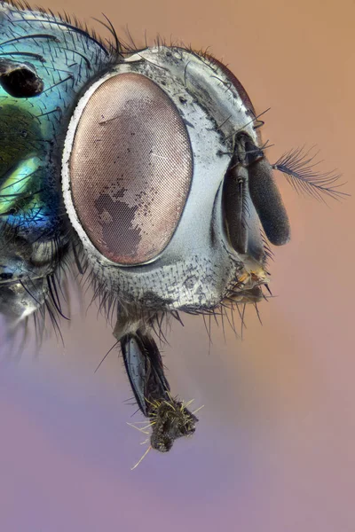 Extrême tête plus grande mouche verte, vue latérale — Photo