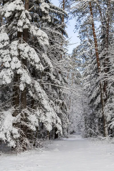 Vinterväg i skogen på en solig dag — Stockfoto