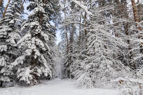 Vinterväg i skogen på en solig dag — Stockfoto