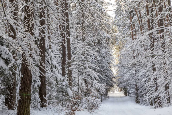 Camino de invierno en el bosque en un día soleado —  Fotos de Stock