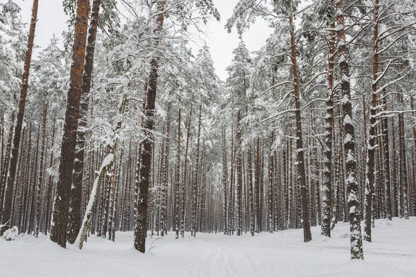 Vintern. Tallskogen — Stockfoto