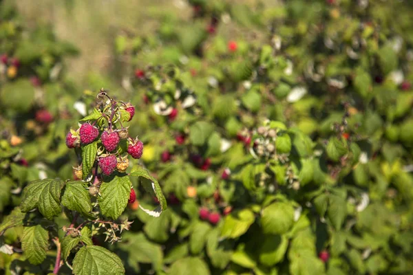 Hallon buskar med mogna frukter på ekologiska plantage — Stockfoto