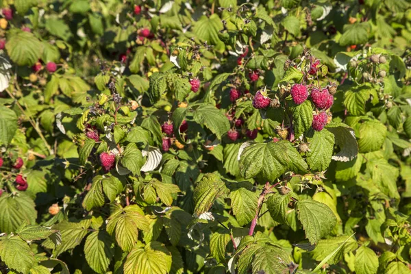 Hallon buskar med mogna frukter på ekologiska plantage — Stockfoto