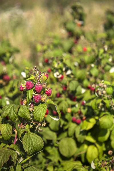 Arbustos de frambuesa con frutos maduros en plantación ecológica — Foto de Stock