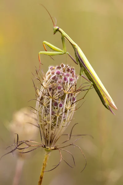 Mantis rezando verde em um prado — Fotografia de Stock