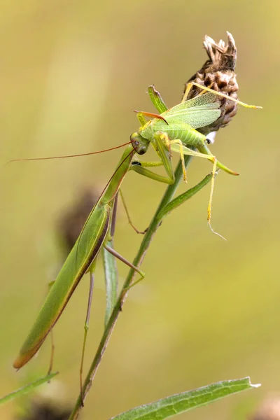 Mantis rezando verde em um prado — Fotografia de Stock