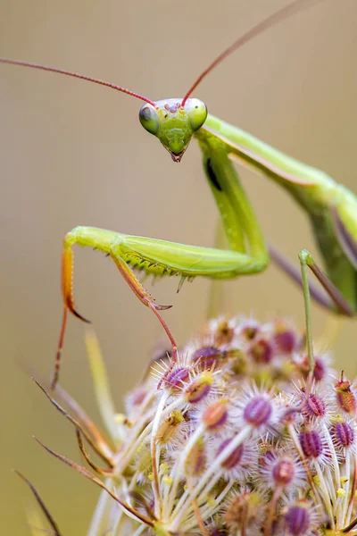 Groene praying mantis op een weide — Stockfoto