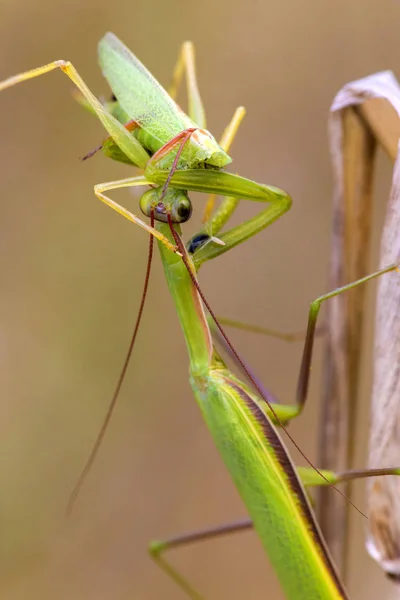 在一片草地上的绿色螳螂 — 图库照片
