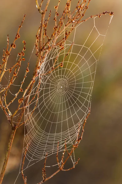 Raagbol all-in-dauw op een mooie ochtend in de weide — Stockfoto