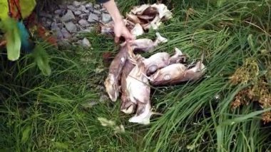 Norveçli balıkçılar morina balıklarını kurutuyor. Bir insan öldüğünde, morina kafaları başının üstünde asılı durur. Kız morina balığının başını yerden kaldırıyor..