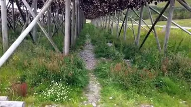Norveçli balıkçılar morina balıklarını kurutuyor. Bir insan öldüğünde, morina kafaları başının üstünde asılı durur. Birinci şahıs kamera..