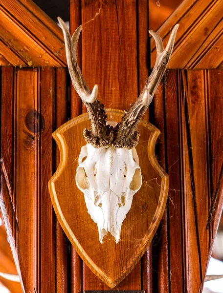 goat skull on the wooden background