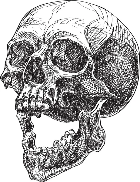 Totenkopf-Seitenansicht — Stockvektor